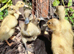 8 beautiful indian runner ducklings