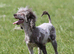 Stunning chocolate Merle poodle boy