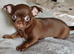 2, Tiny Stunningly Beautiful Chihuahua Boys