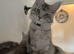 Exceptional TICA Registered Maine Coon Kittens  Health Tested &bull; Family Raised &bull; Lifetime Breeder Support