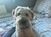 Poochon male