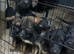 Puppies German Shepherd x Saluko x Dutch Harder