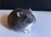 Hamster and enclosure