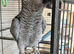 African grey