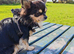 Chihuahua stud in Exmouth