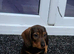 Adorable Wired and Pin Hair Dachshund / Teckel Puppies kc registered
