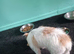 Chihuahua cross