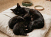Gorgeous, Playful Tuxedo & Black Kittens Ready Soon!