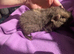 Pure bred Teddy guinea pig boars