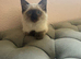 Ragdoll kittens
