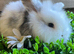 Stunning mini lion lops
