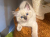 REDUCED £550 Stunning champion lines Lynx Boys Available Now.