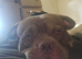 Pocket Bully available for stud