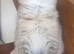 Adorable Scottish fold kittens