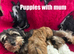 Cute & Cuddly Shorkie Puppies Available