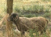 Shetland ram aged