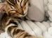 Gorgeous One of the kind bengal boy!