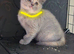 British short hair kittens