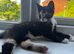 Female Tortico Kitten