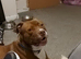 1 year old American bulldog