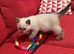 Stunning pure British Shorthaired kittens