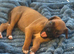 Red and white boxer pups for sale