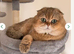 &pound;450 1 male left Golden Chinchilla Scottish  &ndash; Teddy Bear Faces in London