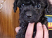 Cavapoo girl