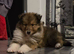 Sable tri puppies
