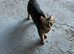 Three year old female
