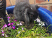 Baby lop ear bunnies