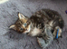 Maine Coon Registered TICA