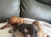 Miniature chihuahuas