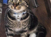 Male tabby