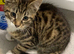 Kittens one boy one girl flead/wormed
