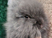 Cute double maned lionheads