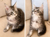 Exceptional TICA Registered Maine Coon Kittens