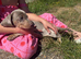 Miniature dachshund puppies