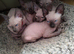 Sphynix kitten one left