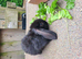 Baby rabbits ready now