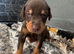 Doberman puppy’s