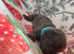 French bulldog Puppys