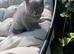 British shorthair kittens