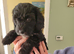 Puppies