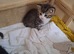 Bengals cross kittens