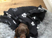 Dachshund Duo Talulah and Theo must go together