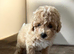 Poochon girl pups
