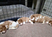 Cavalier King Charles Spaniel Pup's
