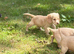 Cocker spaniels