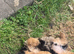Merl boy puppy